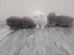 Breeder Cat with Kittens