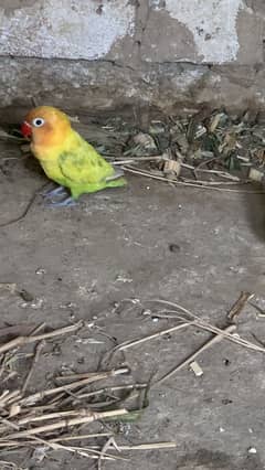 Fisher male and lutino female