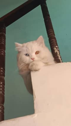 persian female cat odd eyes 1.5 years for sale