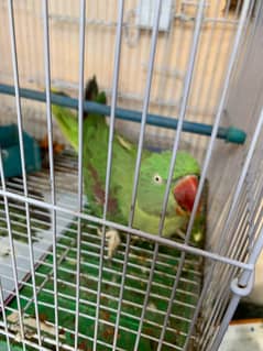 raw parrot