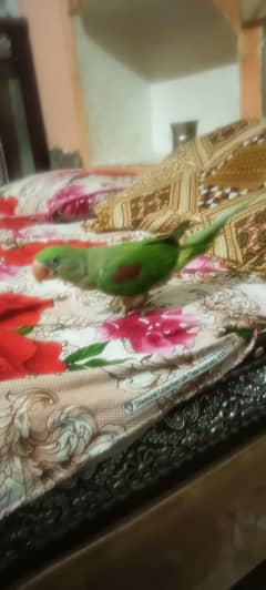 raw chicks for sale 3se 4mahine ka hai bolna start kr raha hai
