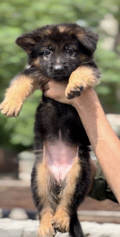 German shepherd puppies