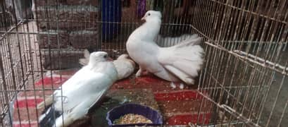 pigeons