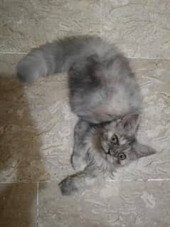 2 month kitten