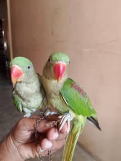 raw 6 month chiks Talking Start