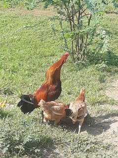 Aseel murga and margi Pair