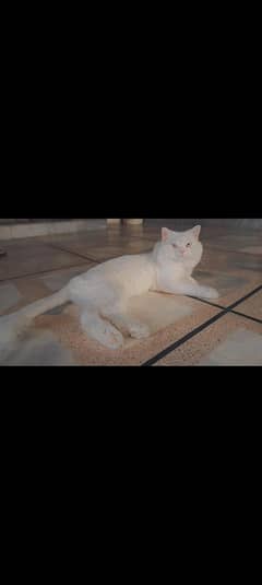 CAT Badar