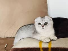 Scottish fold