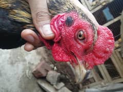 Thai breed chicks