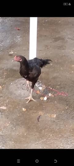2 female 1 male Aseel