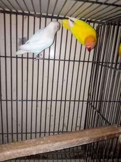 all birds for sale