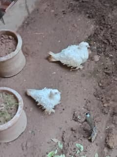 Frill back Breeder pair for sale