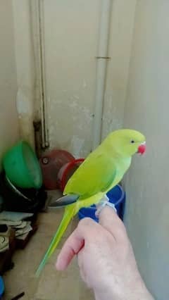 Green ringneck parrot male handtame