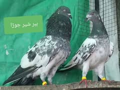 بچے