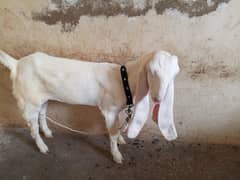 gulabi Bakra gulabi bakri Makkah cheena bakri