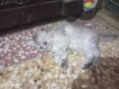 3 Persian punch face kittens