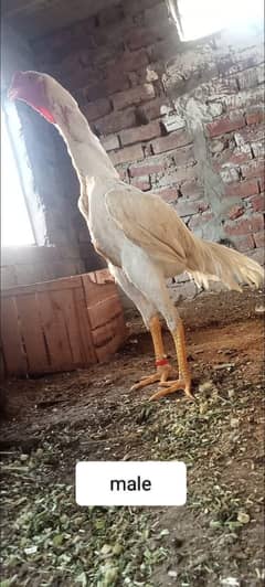 white shamo