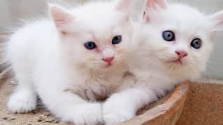 Persian kittens