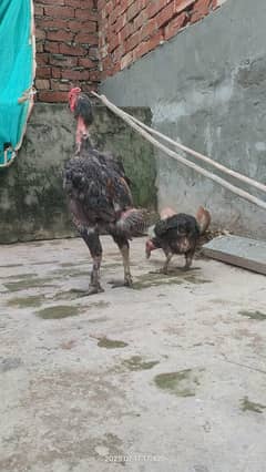 Aseel Pair Thai + vaitnam
