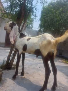 Bakra