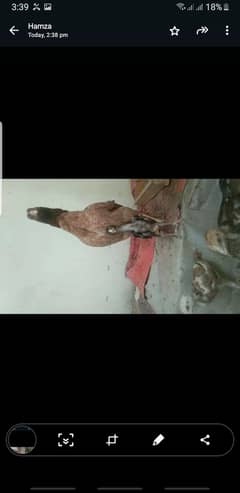 aseels hen with baby
