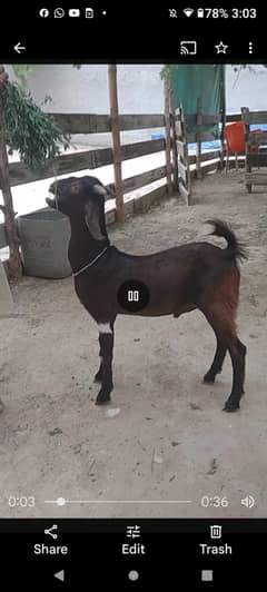 bakra forsel