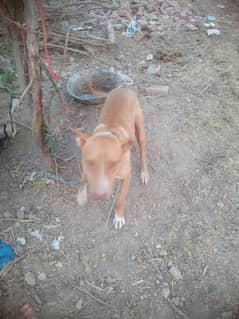 dogss