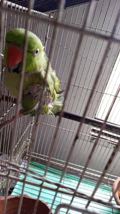 parrot