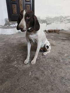 pointer female