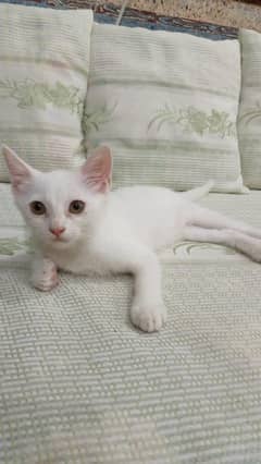 Persian