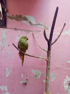 green ringneck