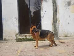 German Shephered female available for sale