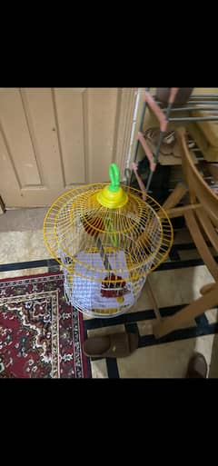 Parrot