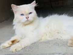 Persian cat’s pair available for sale Healthy and fully active