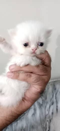 Breeder Cat with Kittens