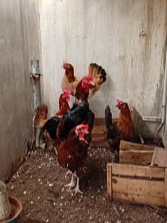 Aseel Hen Fresh Egg laying