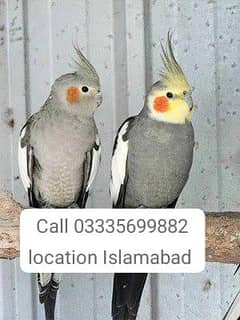 Pair