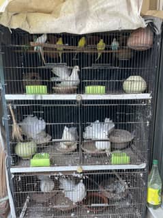 Birds Cage good condition