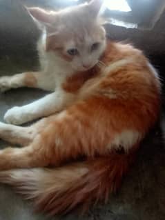 Brown Persian male cat for sale