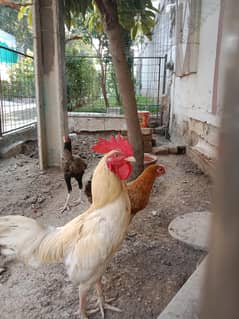 hen for sale