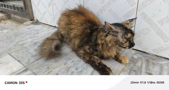 Persian cat for sale