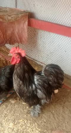 bantam black
