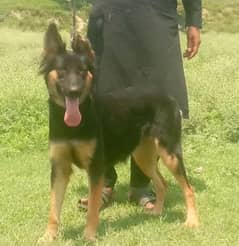 Belgium Shepherd female available for sale
