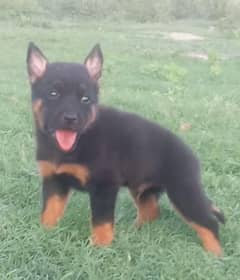 German