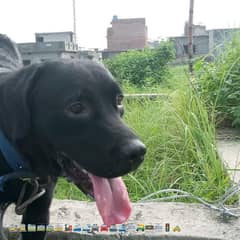 labradod