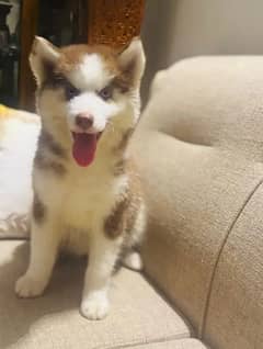 Siberianhusky