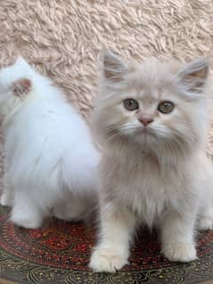 Persian