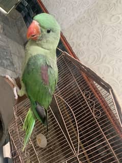 Age 3 months chick
