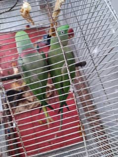 parrot