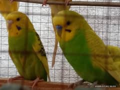 Budgies with green and yellow colour . healthy full active pair .